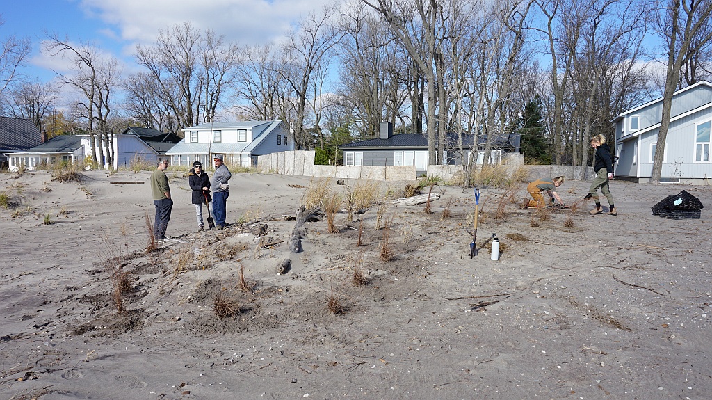 Example of pilot foredune restoration