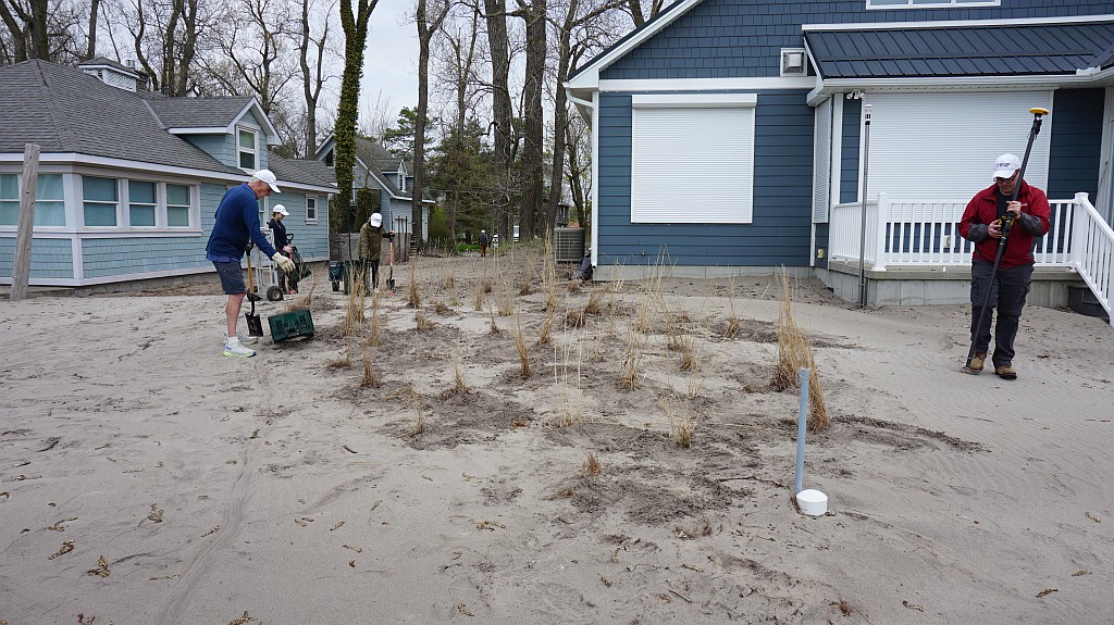 DSC02210 resized Planting Native Grasses to Build Foredunes